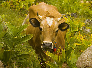 Image showing Cow