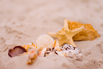 Image showing starfish and shells