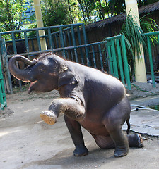 Image showing Elephant