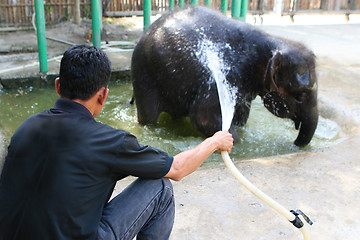 Image showing Baby elephant