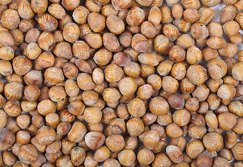 Image showing hazel nuts