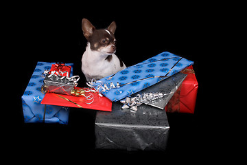 Image showing chihuahua and presents