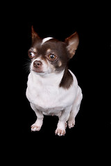 Image showing chihuahua