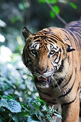 Image showing Tiger