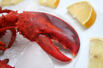 Image showing A lobster