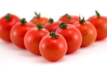 Image showing Tomato group 