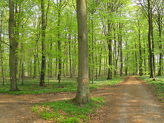 Image showing Beech forest