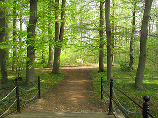 Image showing Danish Beech forest