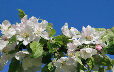 Image showing Apple blossom