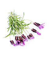 Image showing lavender papillon