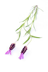 Image showing lavender papillon