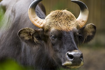 Image showing Bull