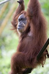 Image showing Orang Utan