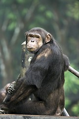 Image showing Monkey