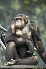 Image showing Monkey