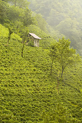 Image showing Tea Plants