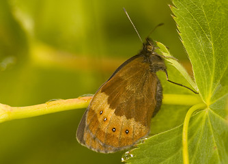 Image showing Butterfly