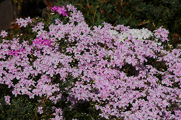 Image showing Creeping Phlox