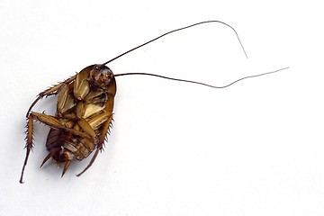 Image showing Dead Cockroach