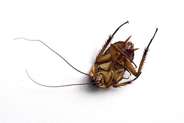 Image showing Dead cockroach