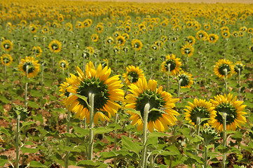 Image showing Yellow Fields