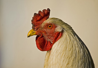 Image showing Rooster