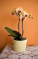 Image showing orchid