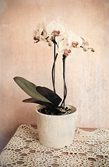 Image showing orchid