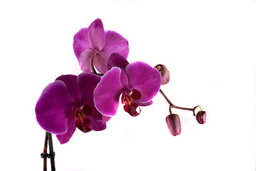 Image showing orchid