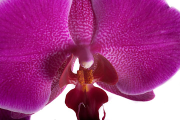 Image showing orchid