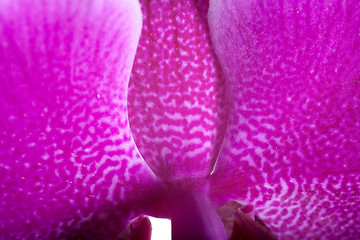 Image showing orchid