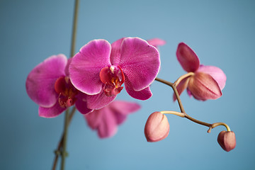 Image showing orchid