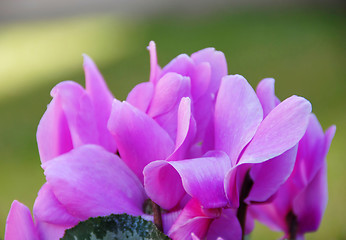 Image showing Cyclamens background