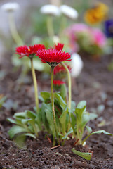 Image showing Red spring flowers