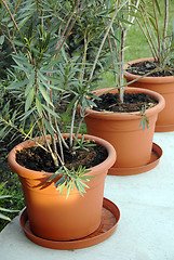 Image showing Plant pots in yard