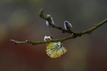 Image showing Male catkins