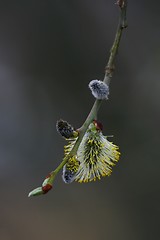 Image showing Male catkins