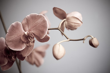 Image showing orchid