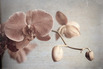 Image showing orchid