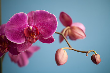 Image showing orchid