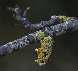 Image showing Branch with lichen