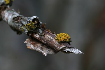 Image showing Tree with lichen