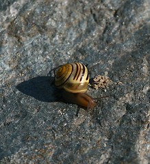 Image showing Snail