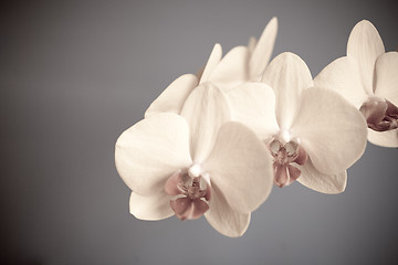 Image showing orchid