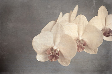 Image showing orchid