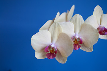 Image showing orchid