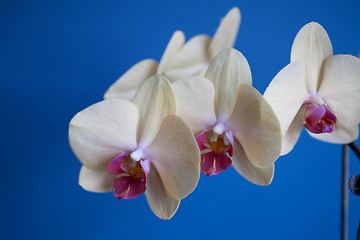 Image showing orchid