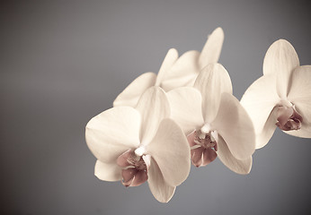 Image showing orchid