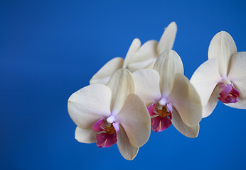 Image showing orchid