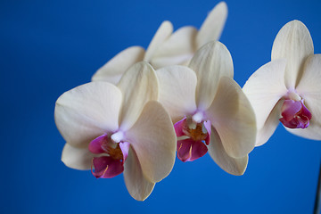 Image showing orchid